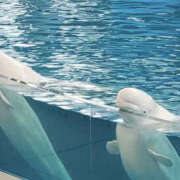 ヒメ日記 2026/03/04 19:02 投稿 あいか ぼいんWORK