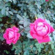 ヒメ日記 2025/12/28 19:40 投稿 かりな ～優しい若妻倶楽部～Mrs.女神