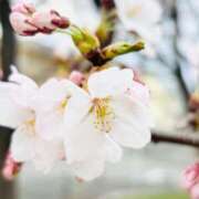 ヒメ日記 2025/04/19 07:03 投稿 ユキネ バニーコレクション秋田店