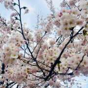 ヒメ日記 2025/04/24 07:06 投稿 ユキネ バニーコレクション秋田店