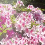 ヒメ日記 2025/05/11 11:36 投稿 ユキネ バニーコレクション秋田店