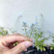 ヒメ日記 2025/05/26 18:18 投稿 ユキネ バニーコレクション秋田店