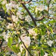 ヒメ日記 2025/05/27 07:15 投稿 ユキネ バニーコレクション秋田店