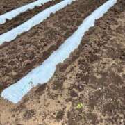 ヒメ日記 2025/05/27 18:27 投稿 ユキネ バニーコレクション秋田店