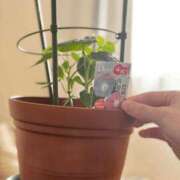 ヒメ日記 2025/06/06 07:12 投稿 ユキネ バニーコレクション秋田店