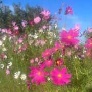 ヒメ日記 2025/09/12 07:06 投稿 ユキネ バニーコレクション秋田店