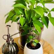 ヒメ日記 2026/01/16 07:16 投稿 ユキネ バニーコレクション秋田店