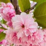 ヒメ日記 2026/03/13 21:04 投稿 ユキネ バニーコレクション秋田店