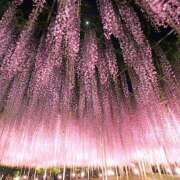 ヒメ日記 2025/07/17 10:40 投稿 さゆり グッドワイフ