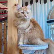 ヒメ日記 2025/01/06 12:45 投稿 じゅり 脱がされたい人妻 厚木店