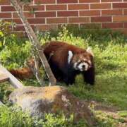 ヒメ日記 2025/04/14 14:01 投稿 じゅり 脱がされたい人妻 厚木店
