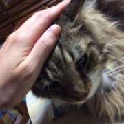 ヒメ日記 2025/07/23 22:45 投稿 じゅり 脱がされたい人妻 厚木店