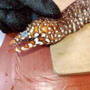 ヒメ日記 2025/09/24 11:59 投稿 じゅり 脱がされたい人妻 厚木店