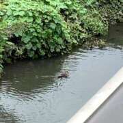 ヒメ日記 2025/11/04 13:03 投稿 じゅり 脱がされたい人妻 厚木店