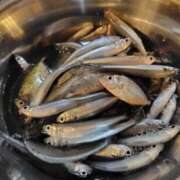 ヒメ日記 2025/11/21 14:02 投稿 じゅり 脱がされたい人妻 厚木店