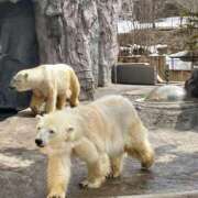 ヒメ日記 2025/04/07 12:58 投稿 ゆきの 性腺熟女100％（デリヘル市場）