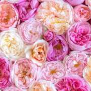 ヒメ日記 2025/01/17 21:42 投稿 ゆきの 性腺熟女100％鶯谷（デリヘル市場）