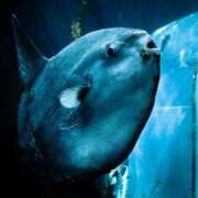 ヒメ日記 2025/03/11 11:16 投稿 ゆきの 性腺熟女100％鶯谷（デリヘル市場）