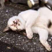 ヒメ日記 2025/03/28 01:33 投稿 ゆきの 性腺熟女100％鶯谷（デリヘル市場）