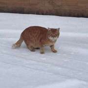 ヒメ日記 2026/01/31 17:33 投稿 ネネ バニーコレクション秋田店