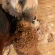 ヒメ日記 2026/02/02 13:14 投稿 ネネ バニーコレクション秋田店