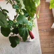 ヒメ日記 2025/02/22 07:59 投稿 ともみ 完熟ばなな札幌・すすきの