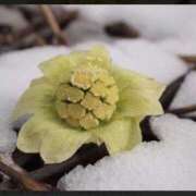 ヒメ日記 2025/04/07 00:39 投稿 ともみ 完熟ばなな札幌・すすきの