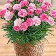 ヒメ日記 2025/05/11 07:39 投稿 ともみ 完熟ばなな札幌・すすきの