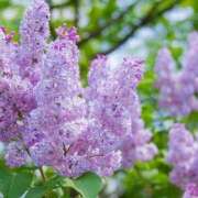 ヒメ日記 2025/05/17 21:59 投稿 ともみ 完熟ばなな札幌・すすきの