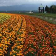 ヒメ日記 2025/06/29 22:43 投稿 ともみ 完熟ばなな札幌・すすきの