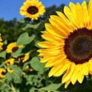 ヒメ日記 2025/06/29 23:09 投稿 ともみ 完熟ばなな札幌・すすきの