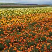 ヒメ日記 2025/07/12 11:46 投稿 ともみ 完熟ばなな札幌・すすきの