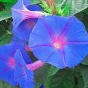 ヒメ日記 2025/08/31 23:09 投稿 ともみ 完熟ばなな札幌・すすきの