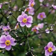 ヒメ日記 2025/09/23 23:59 投稿 ともみ 完熟ばなな札幌・すすきの