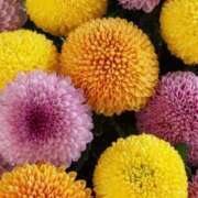 ヒメ日記 2025/09/24 00:29 投稿 ともみ 完熟ばなな札幌・すすきの