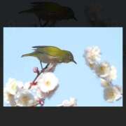 ヒメ日記 2026/03/12 19:29 投稿 ともみ 完熟ばなな札幌・すすきの