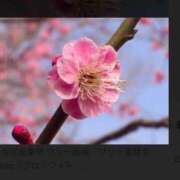 ともみ 3月24日のお礼です✨ 完熟ばなな札幌・すすきの