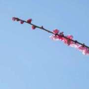 ともみ 3月29日のお礼です✨ 完熟ばなな札幌・すすきの