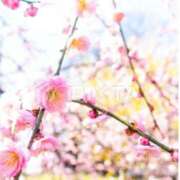 ヒメ日記 2026/04/13 08:09 投稿 ともみ 完熟ばなな札幌・すすきの
