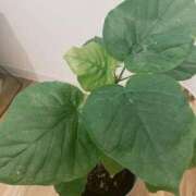 ヒメ日記 2025/07/14 22:38 投稿 ひなの 札幌回春性感マッサージ倶楽部