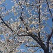 ヒメ日記 2026/04/04 15:36 投稿 Kanami THE PREMIUM （プレミアム）