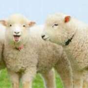 ヒメ日記 2025/05/02 21:13 投稿 かな 逢って30秒で即尺