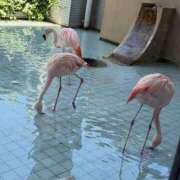 ヒメ日記 2025/08/14 09:56 投稿 かな 逢って30秒で即尺