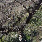 ヒメ日記 2026/03/27 16:38 投稿 かな 逢って30秒で即尺