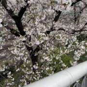 ヒメ日記 2026/03/31 16:20 投稿 かな 逢って30秒で即尺