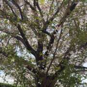 ヒメ日記 2026/04/06 14:34 投稿 かな 逢って30秒で即尺