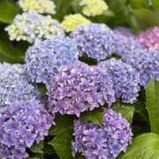 ヒメ日記 2025/06/20 12:26 投稿 ひなみ はじめてのエステ 池袋店(ユメオト)