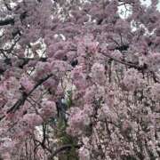 ヒメ日記 2025/03/25 21:01 投稿 ゆか チェリー