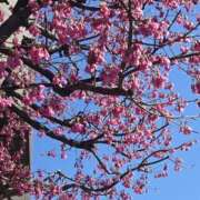 ヒメ日記 2026/03/14 13:10 投稿 よう 逢って30秒で即尺