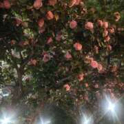 ヒメ日記 2026/03/22 20:33 投稿 よう 逢って30秒で即尺